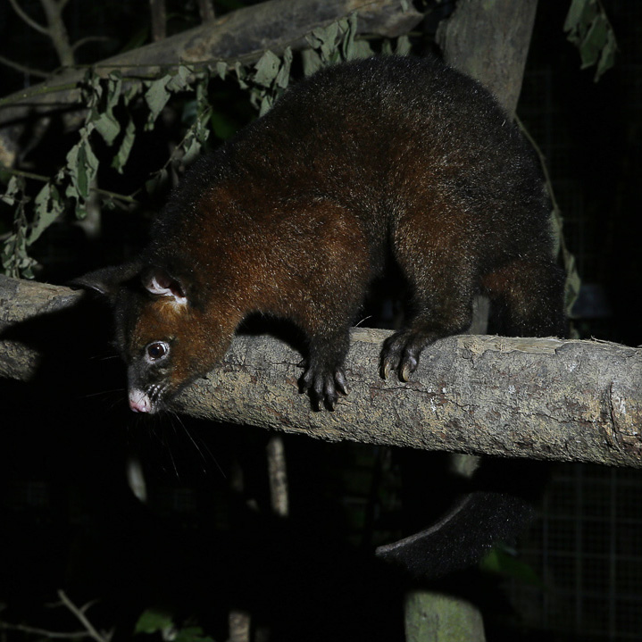 Common brushtail possum