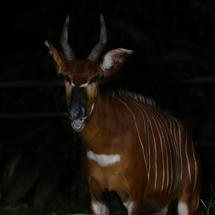 Bongo