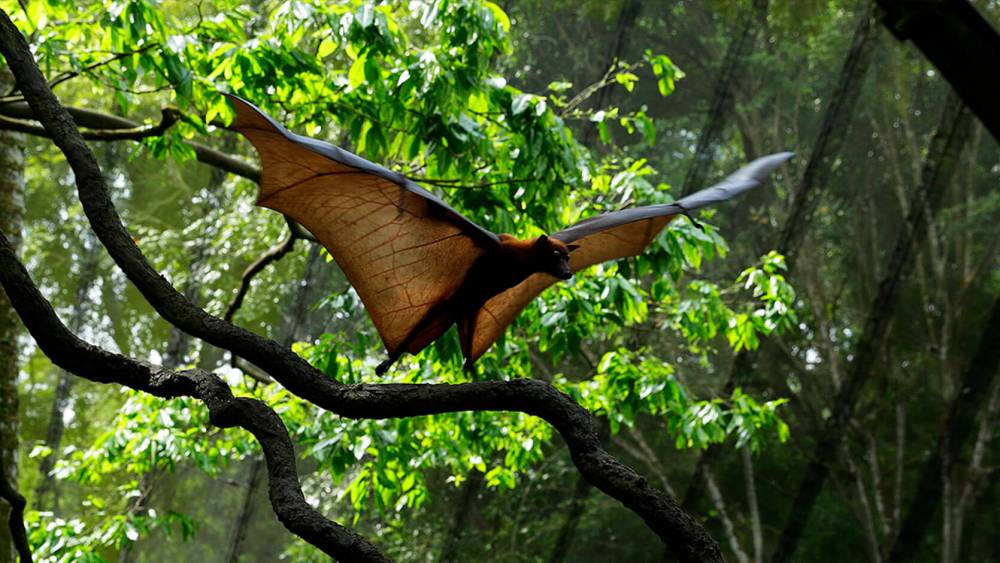 Malayan flying foxes