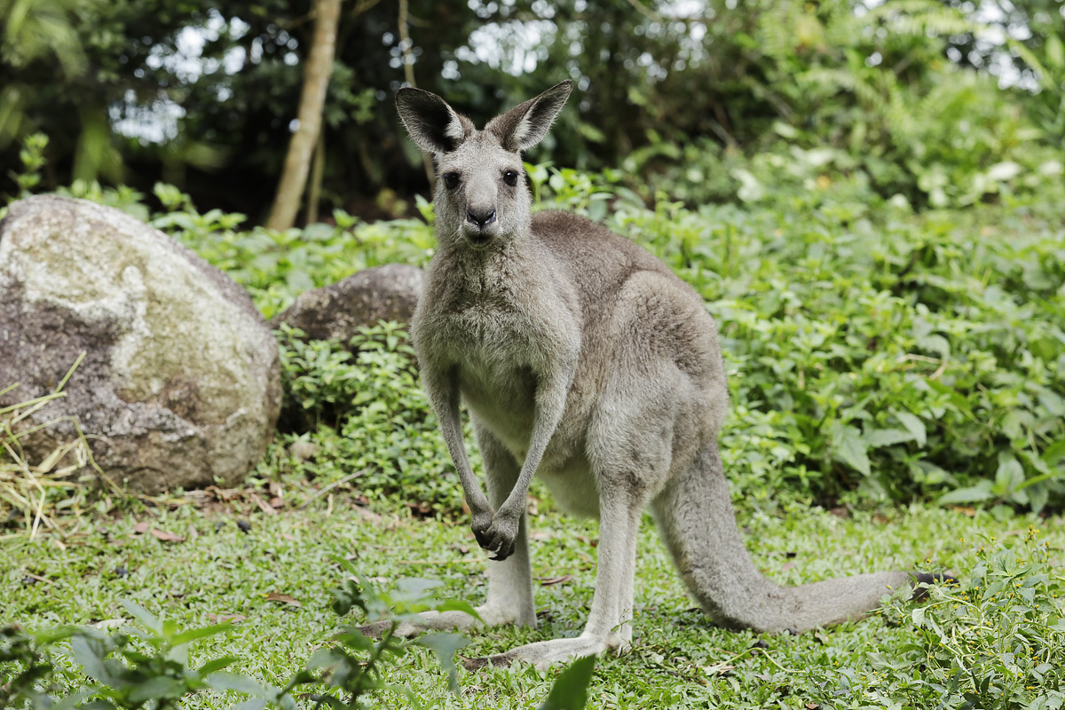 Yango Animal Press Room - Adopt an animal & show your support for wildlife