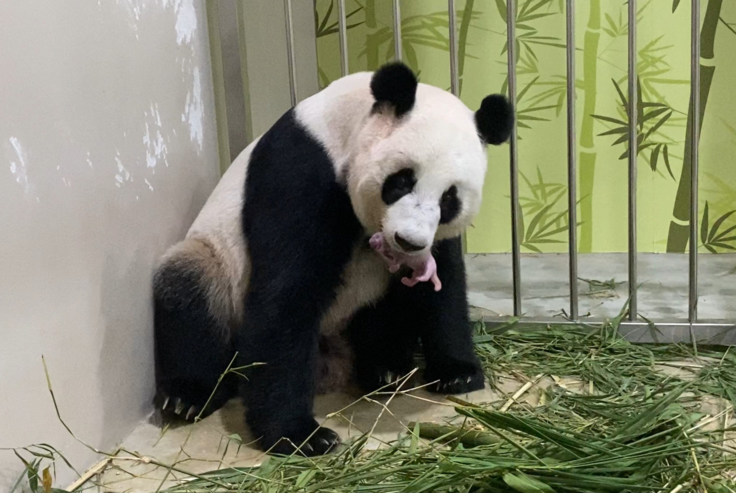 Singapore Welcomes First Giant Panda Cub at River Safari Singapore Welcomes First Giant Panda Cub at River Safari