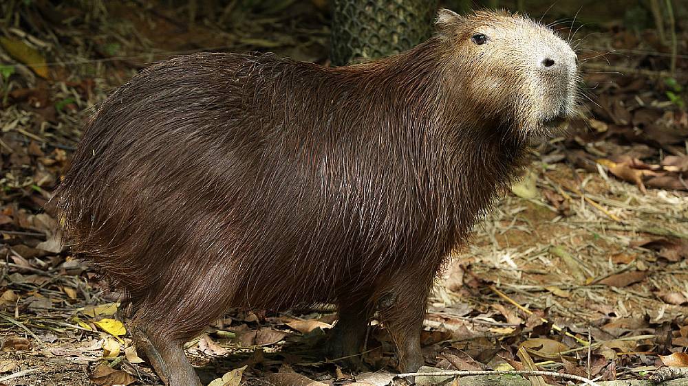 capybara 