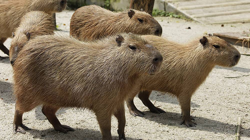 a herd of capybaras
