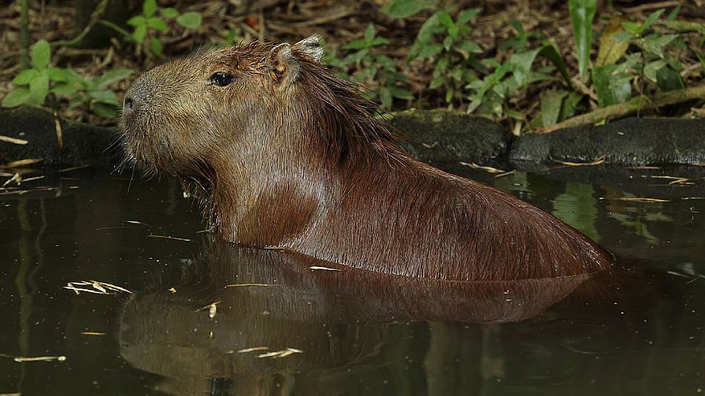 capybara partially submerge in the water