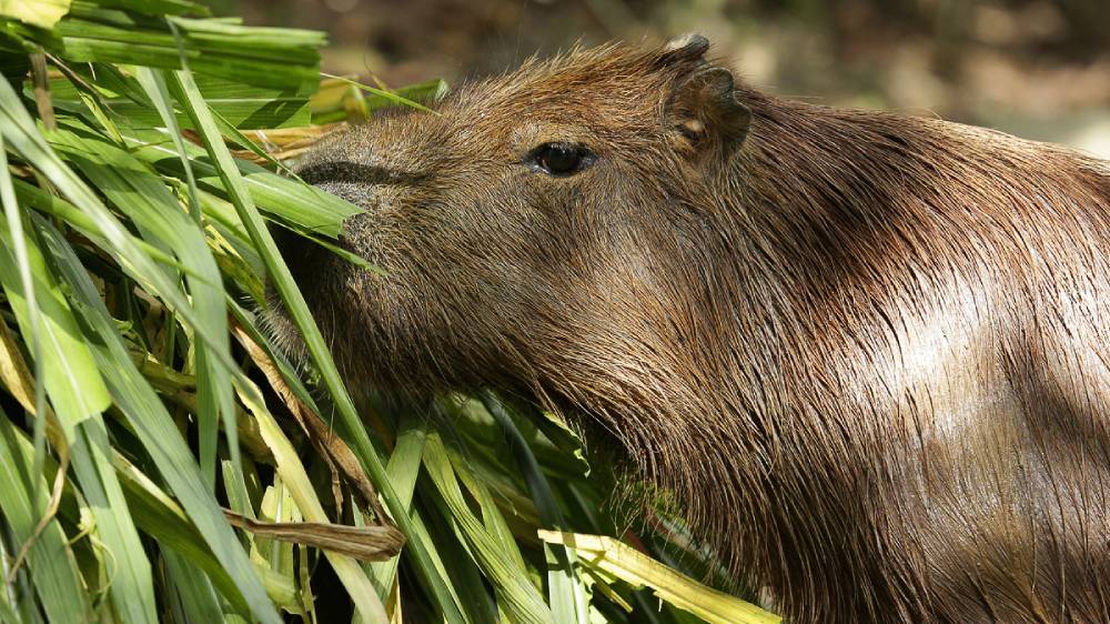 capybara having its meal