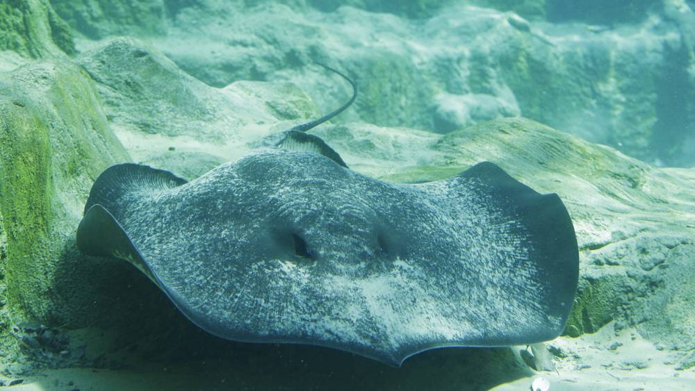 swimming stingray