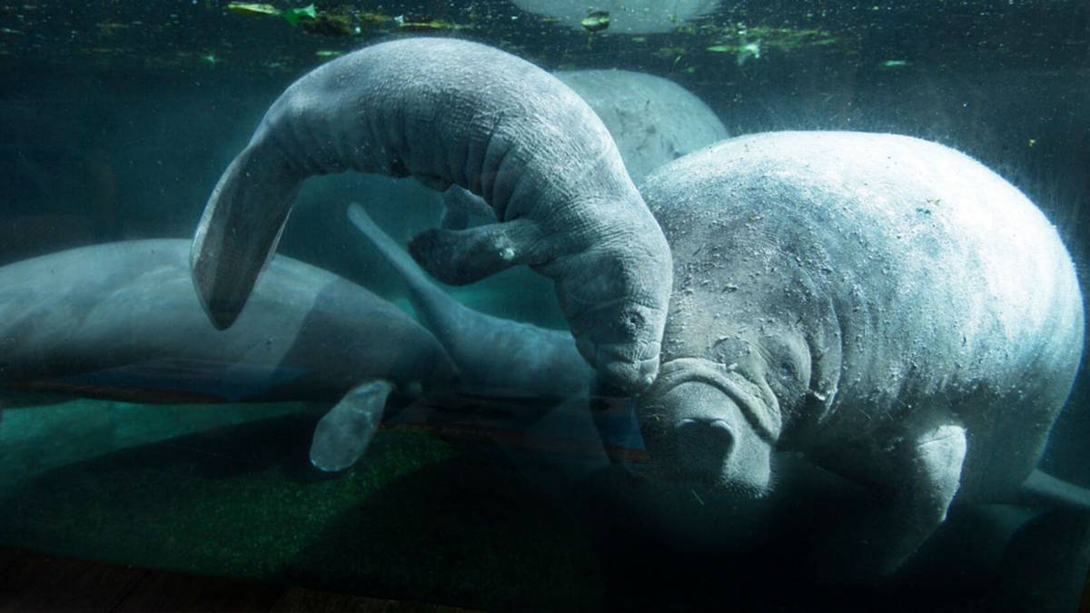 Как выглядит морская корова в реальной жизни