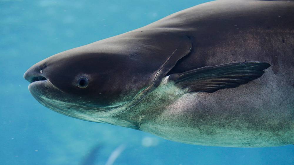 The disappearing giant