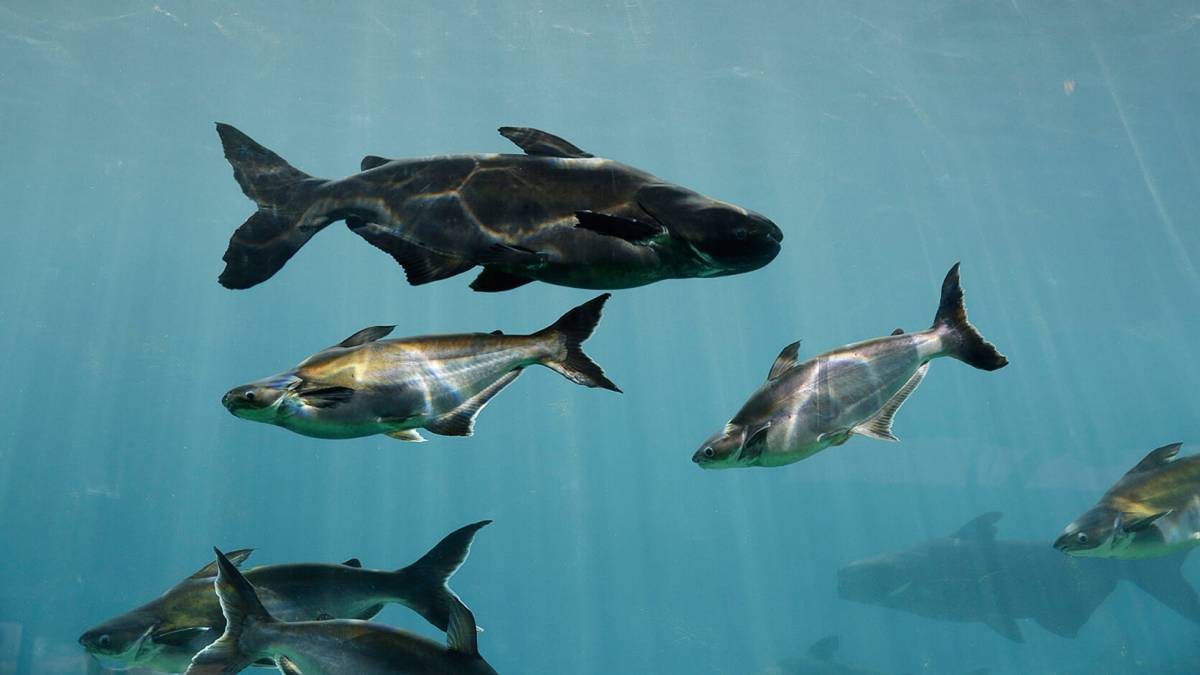 What do you do when you observe abnormal behaviour?