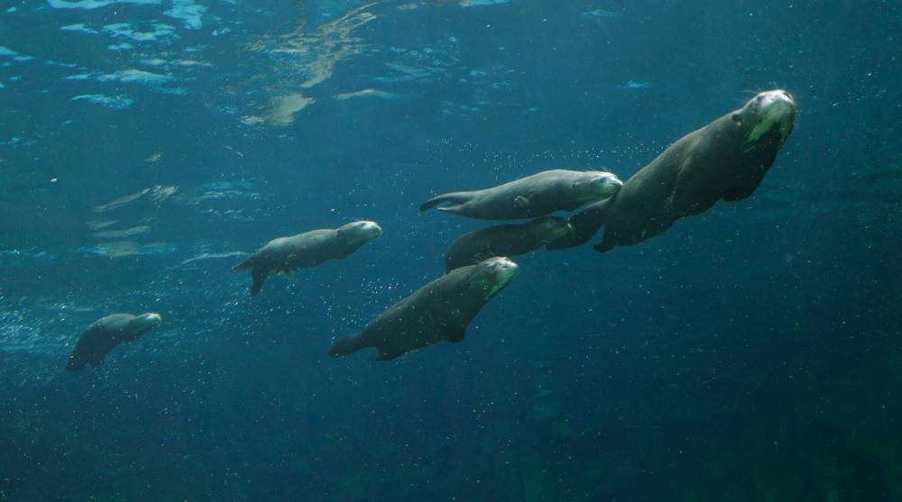 调皮的水獭家族