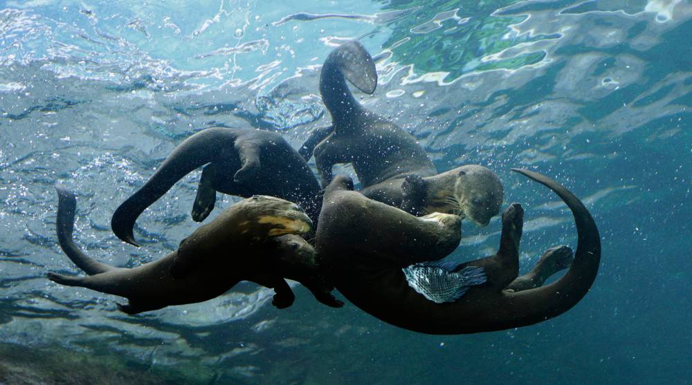 娱人自娱的水獭