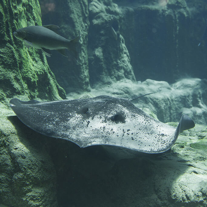 River Wonders Resources