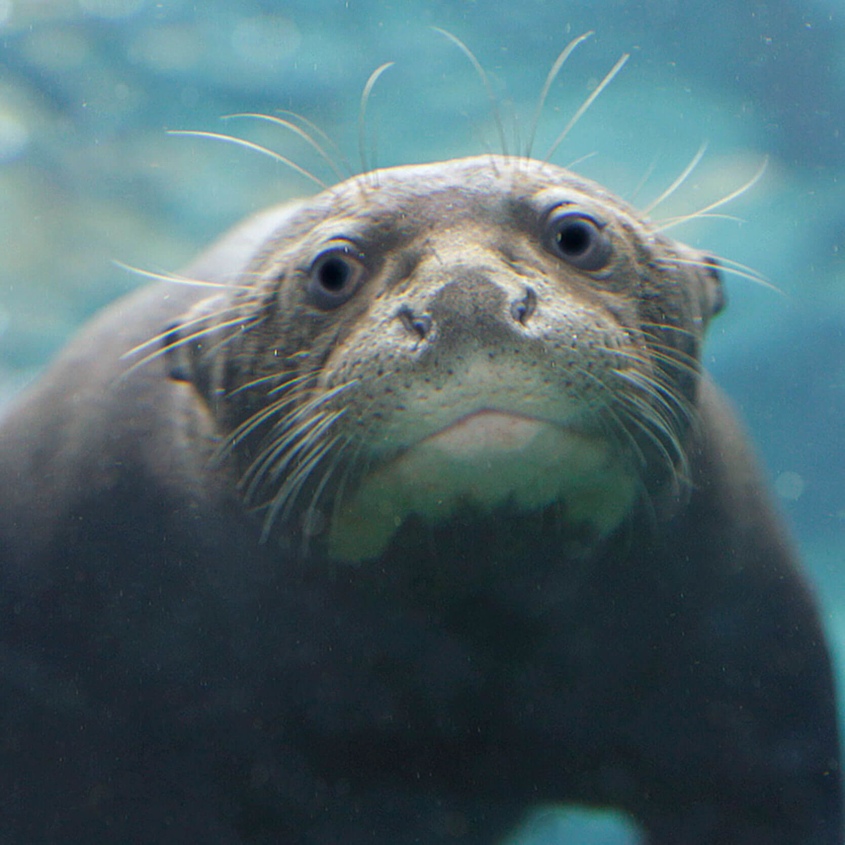 Giant river otter