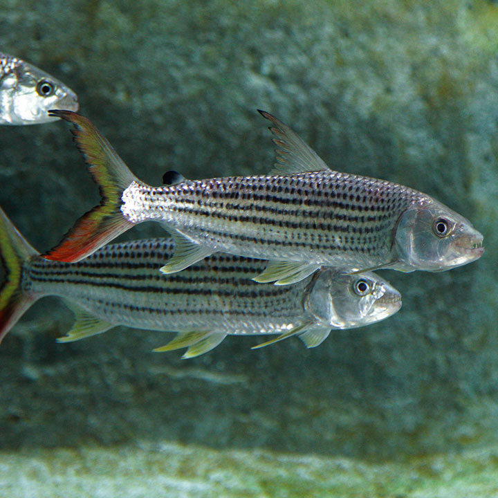 List 30+ Images what fish are in the nile river Completed