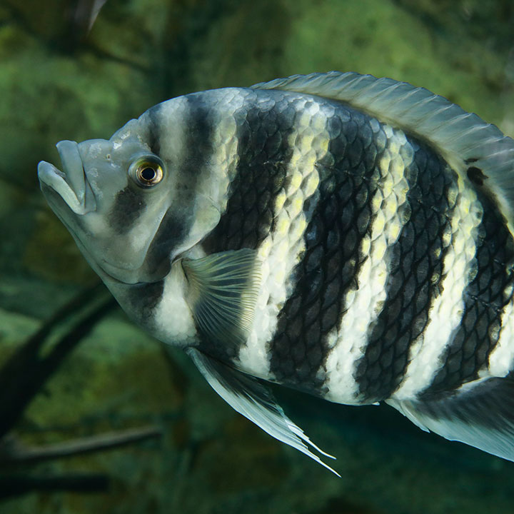 Hornet tilapia