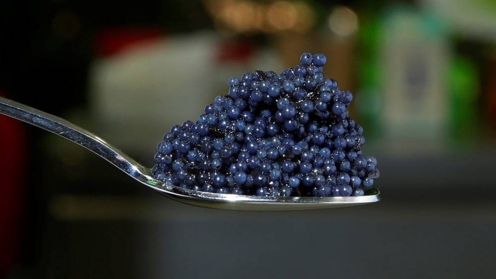 Black pearl producers