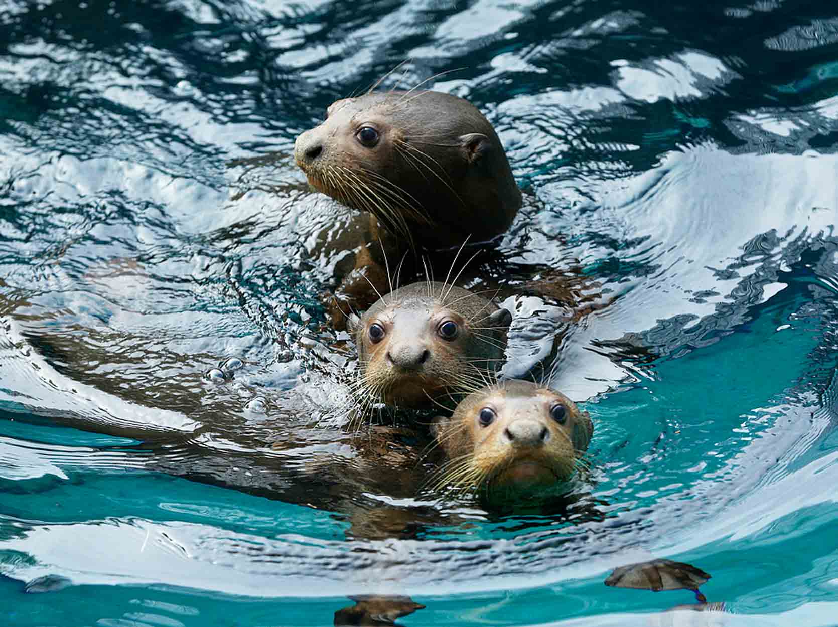 Giant river otters swimming in water