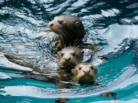 otter swimming in water