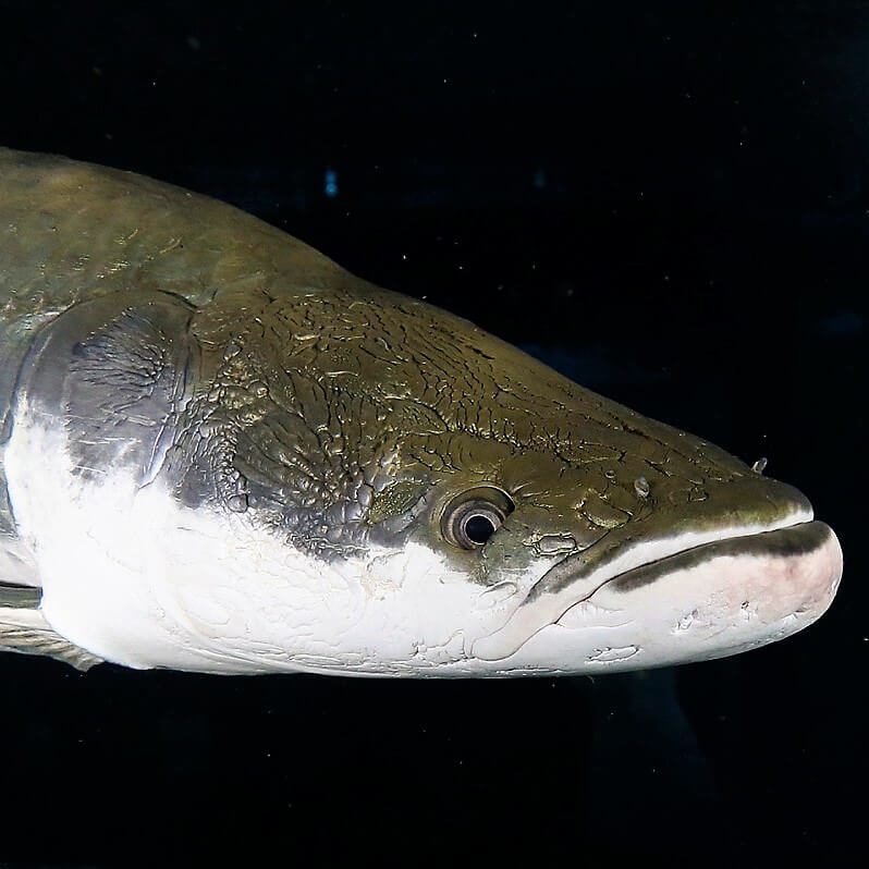 Arapaima