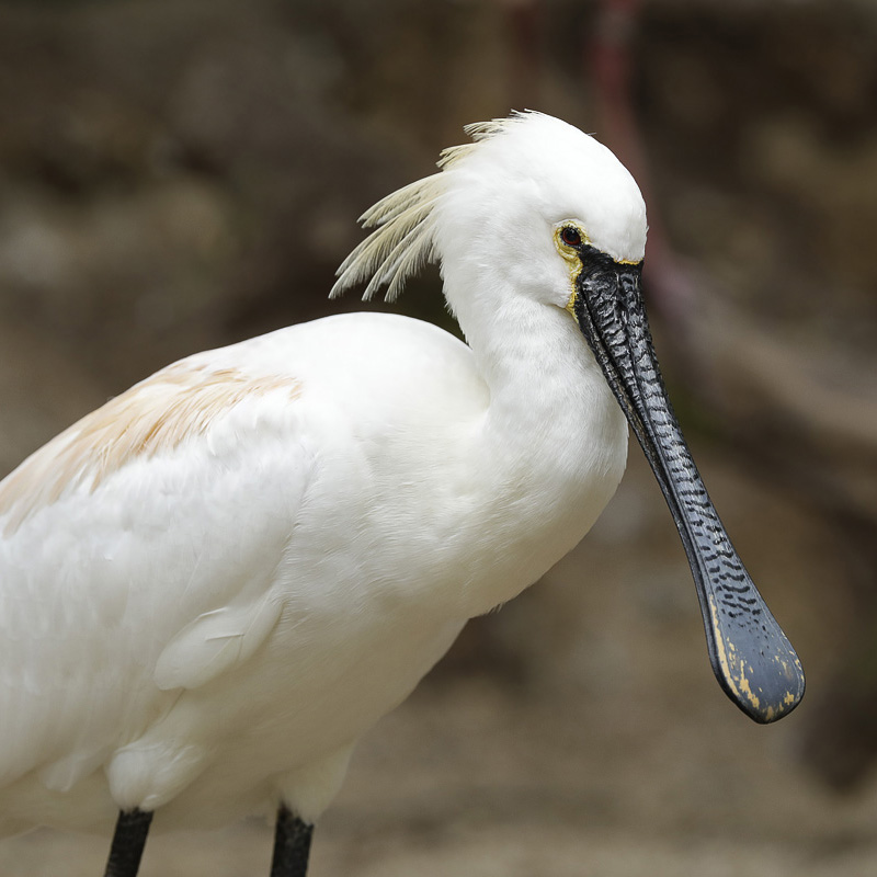 Eurasian spoonbill