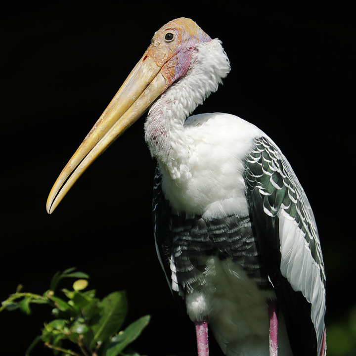 Painted stork
