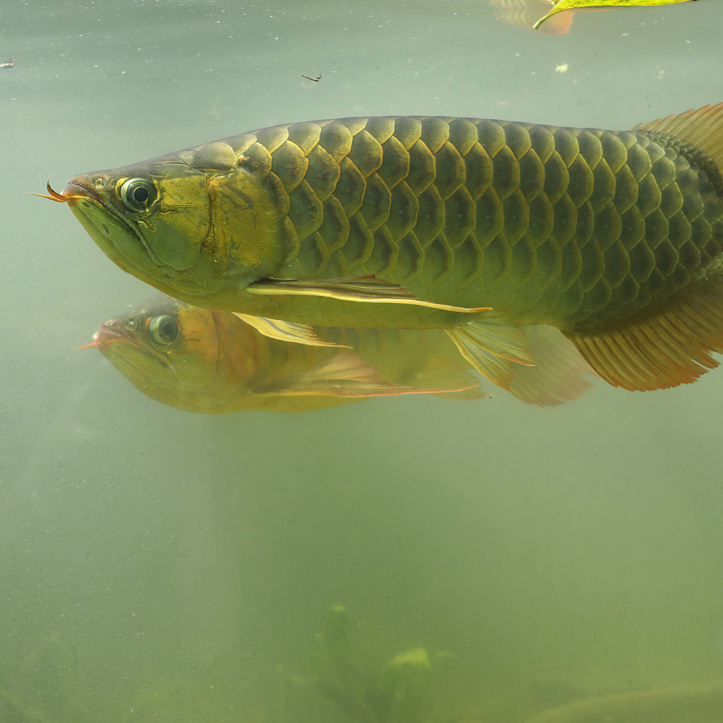 Arowana