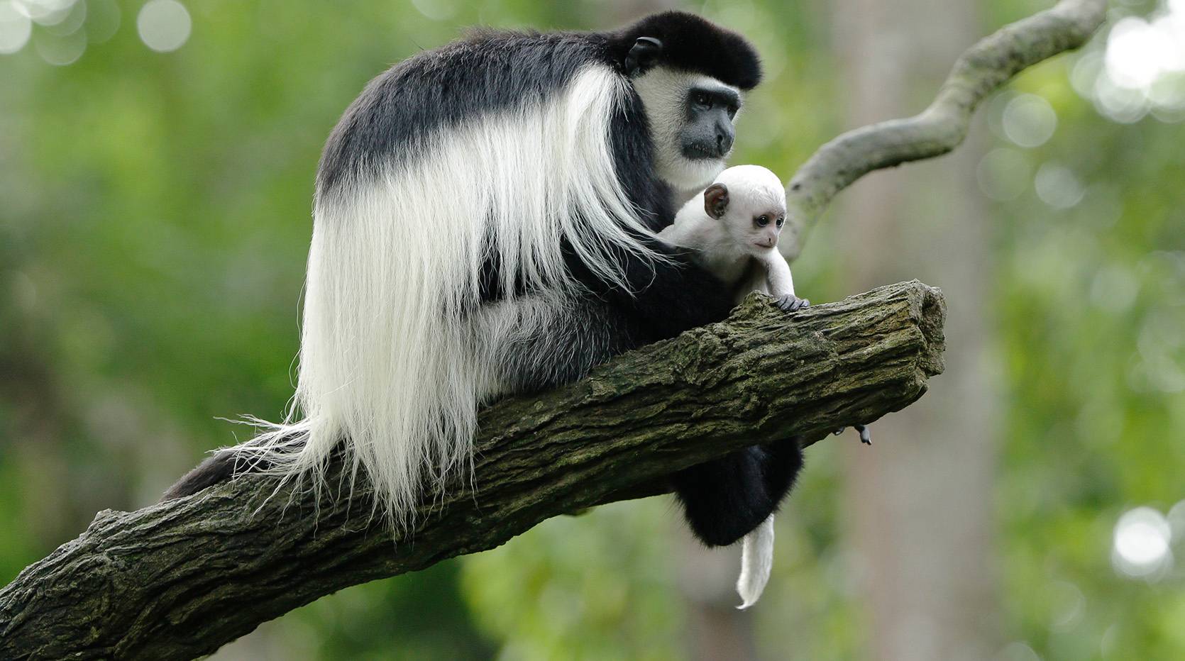 Black White Colobus Monkey Singapore Zoo