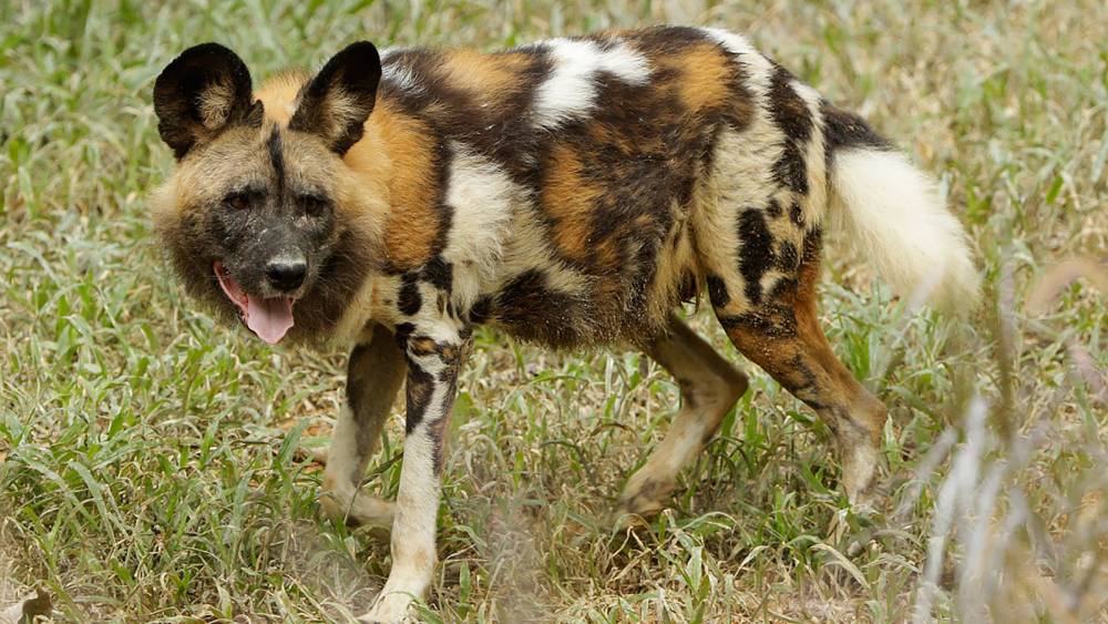 African painted dog