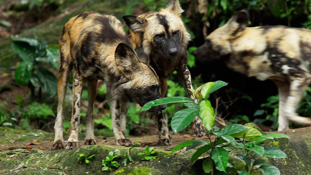 African painted dog
