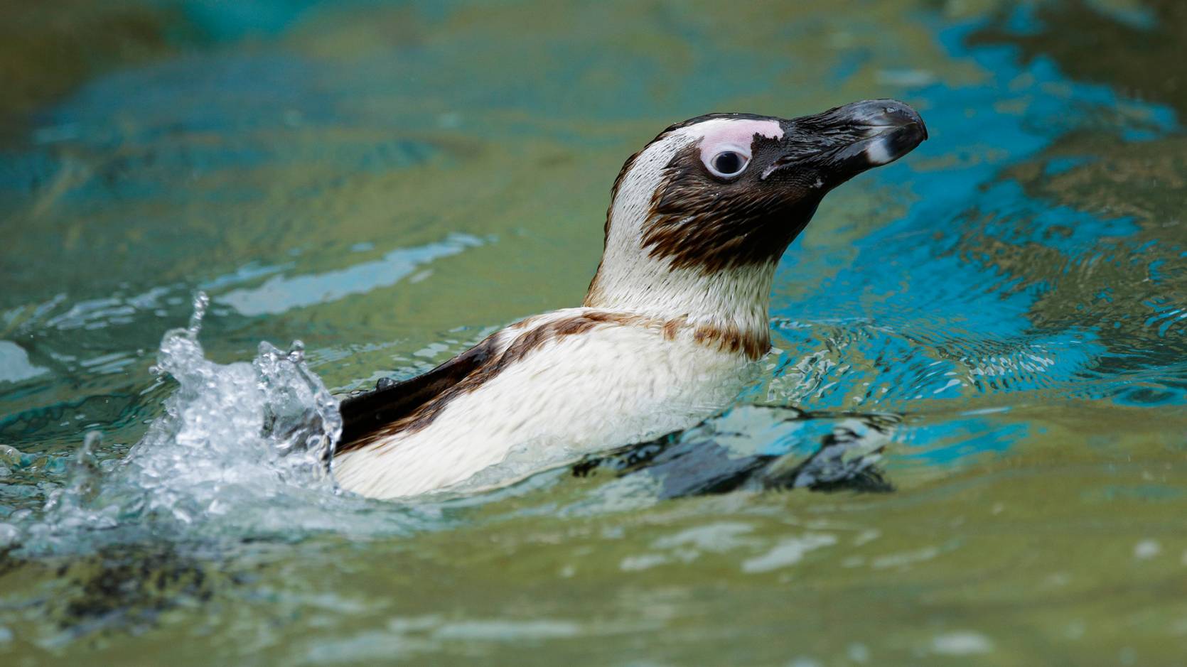 https://www.mandai.com/content/dam/wrs/singapore-zoo/animals/featured-contents/african-penguin/Masthead-130506JBP_R9C7381.jpg.transform/compress/resize1670/img.jpg