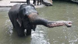 The lone ranger, Intan