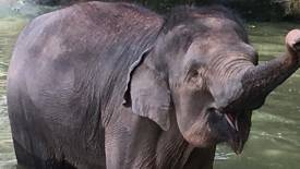 The voracious eater, Aprila