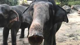 Jati, the Queen's BFF