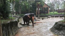 Komali the Matriarch