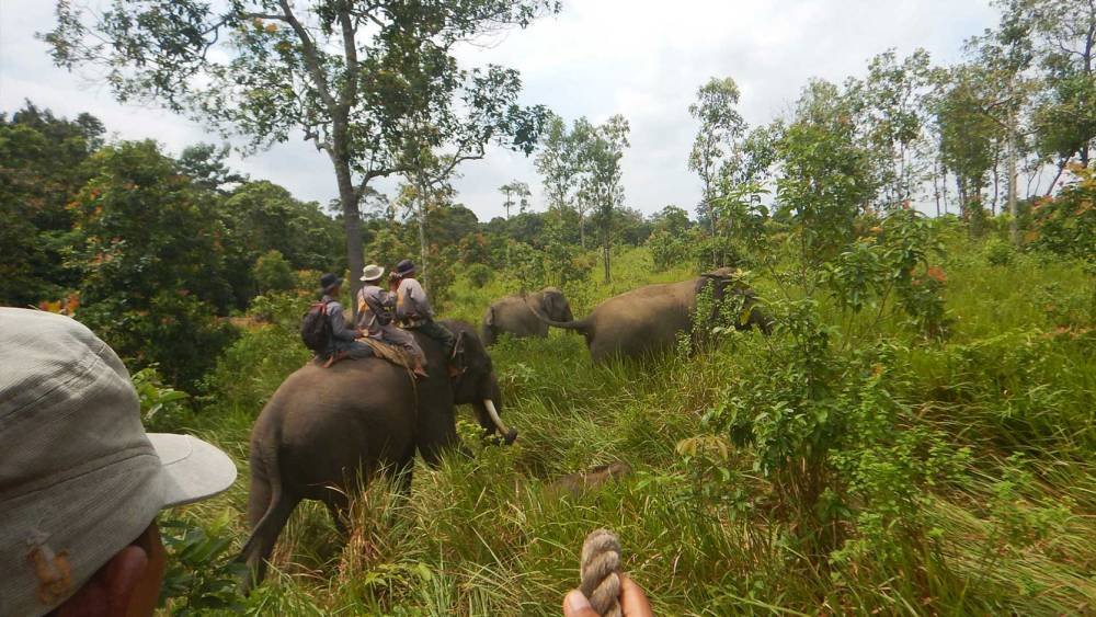 Elephant response units