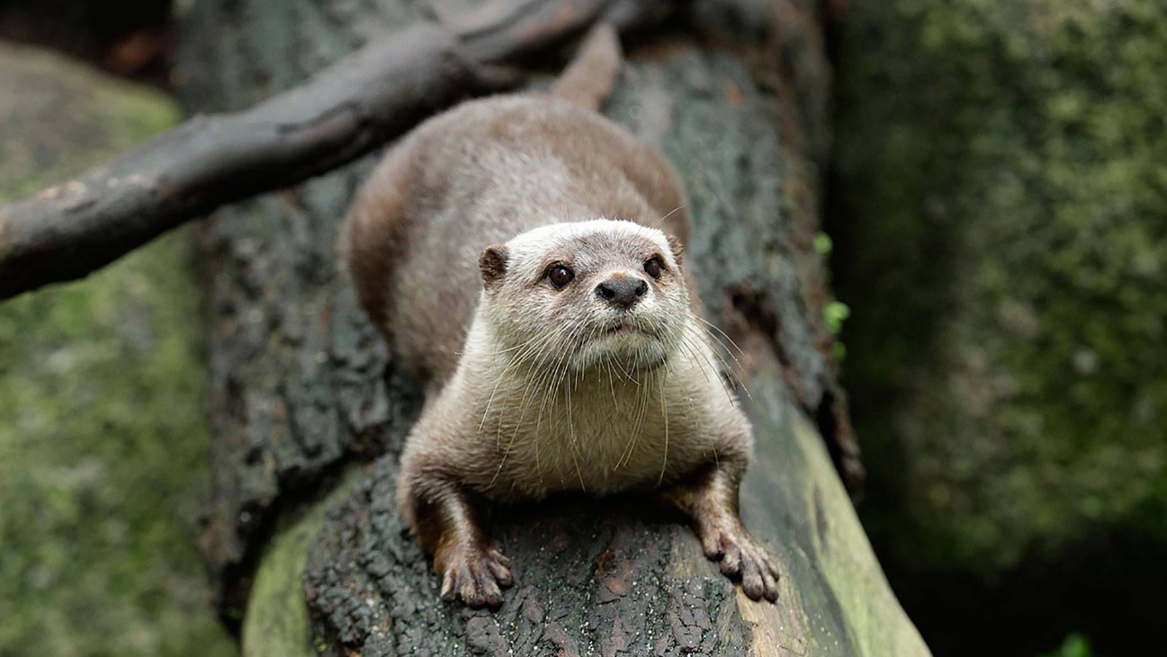 Asian Smallclawed Otter Singapore Zoo