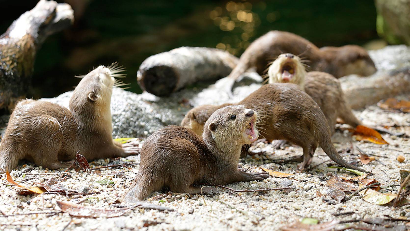 Asian Small-clawed Otter - Singapore Zoo