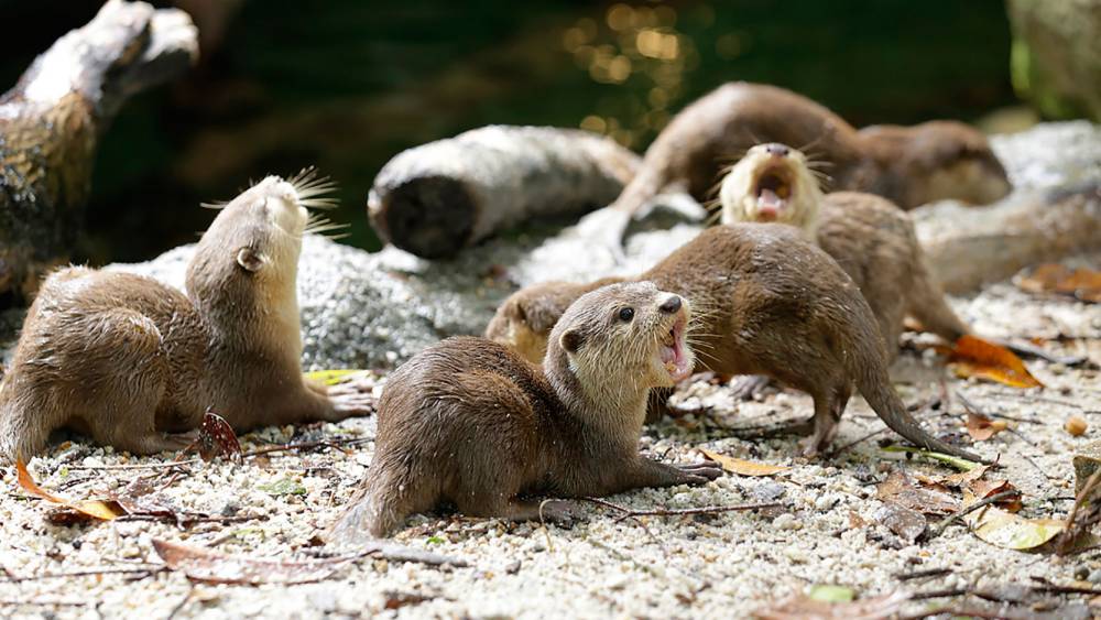 Asian small-clawed otters