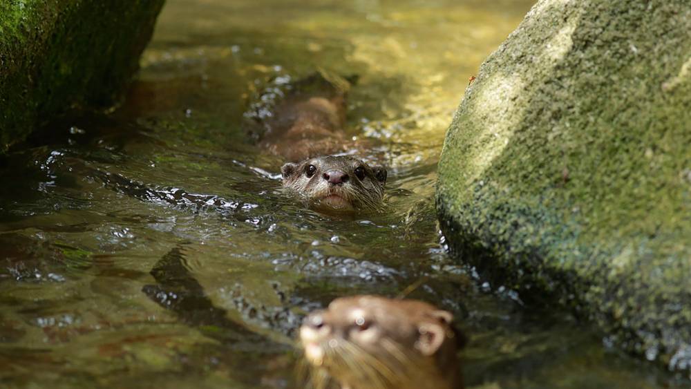 Asian small-clawed otter