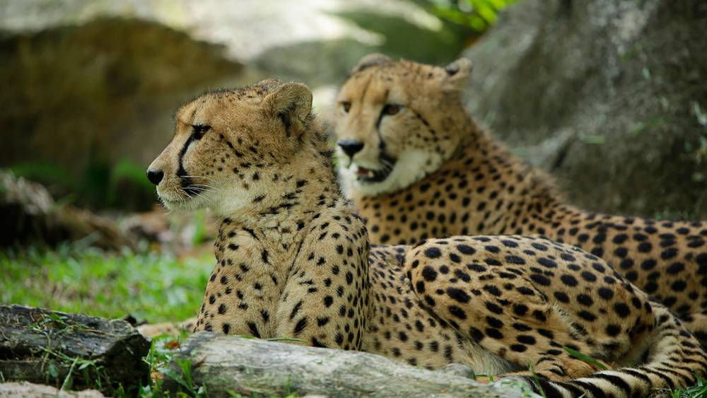 Chirping cheetahs