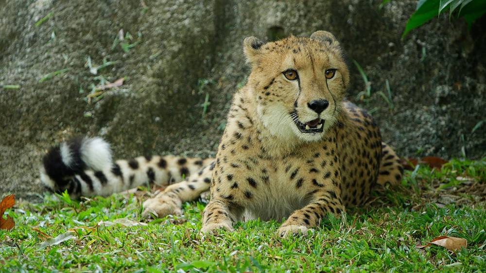 Last of the Asiatics