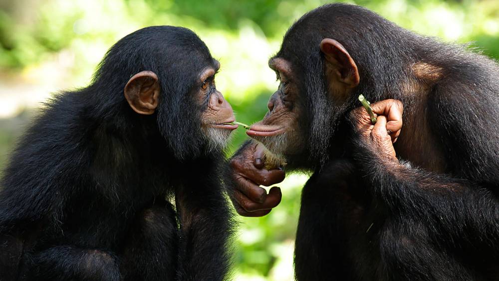 Two chimpanzees