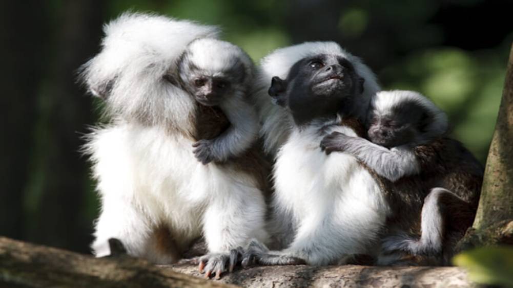 Cotton-top tamarin