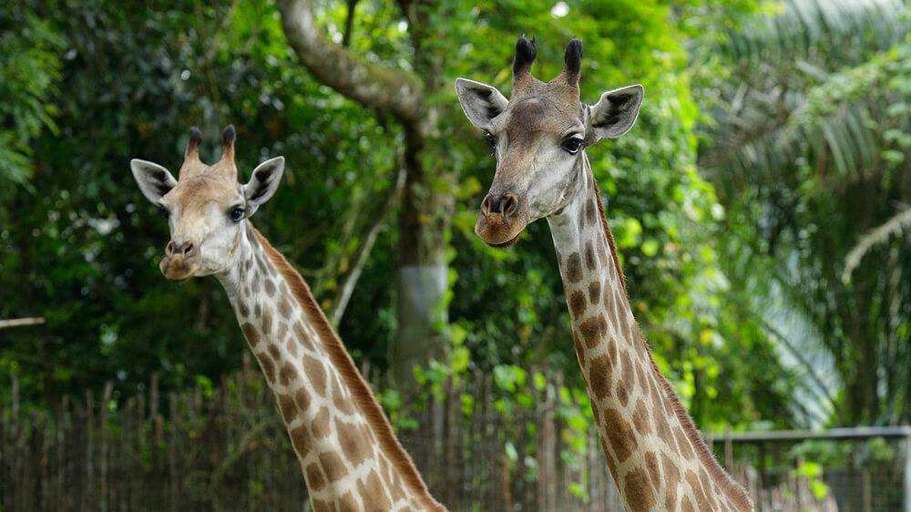 Towering threats to the giraffe