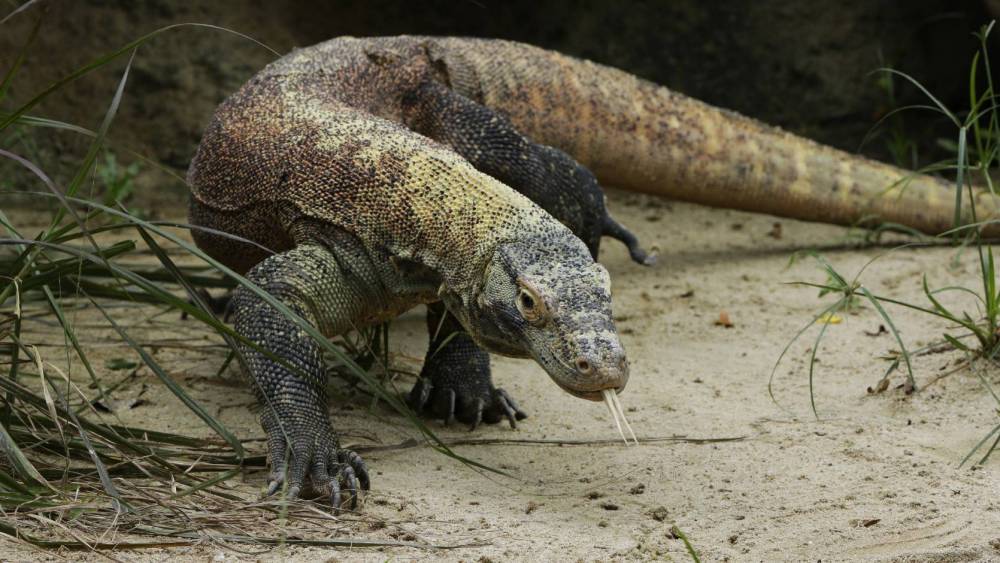 Komodo dragon lurking among the trees