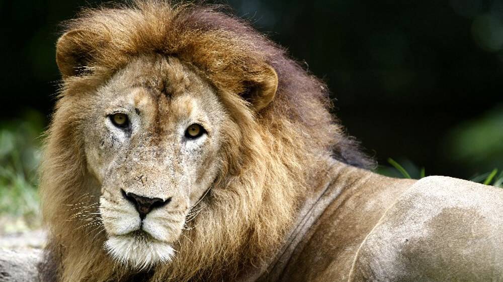 Lion Singapore Zoo