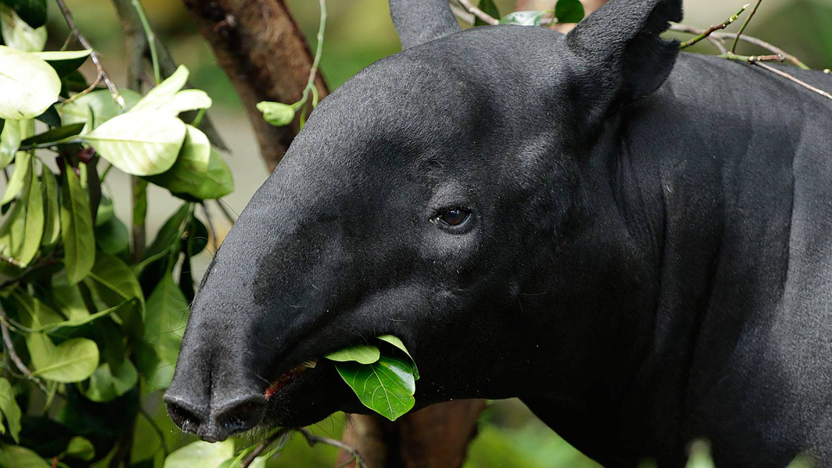 Горный тапир. Питание непарнокопытных. Непарнокопытные тапиры. Питание непарнокопытных. Центральноамериканский тапир.