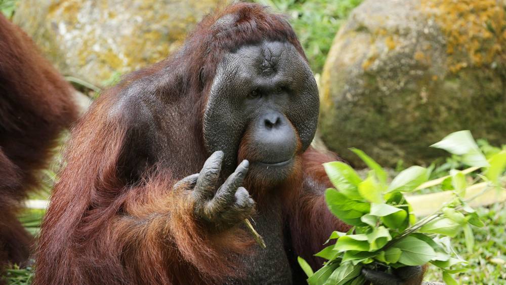 Asia’s only great ape