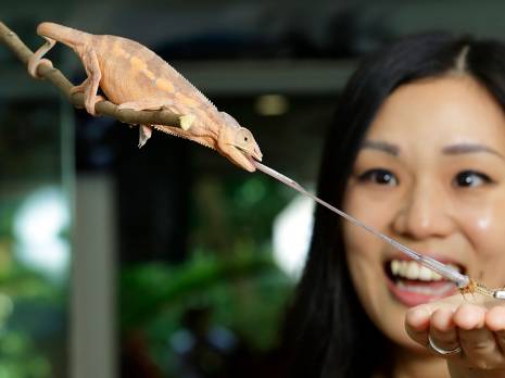 Chameleon Feeding Demonstration