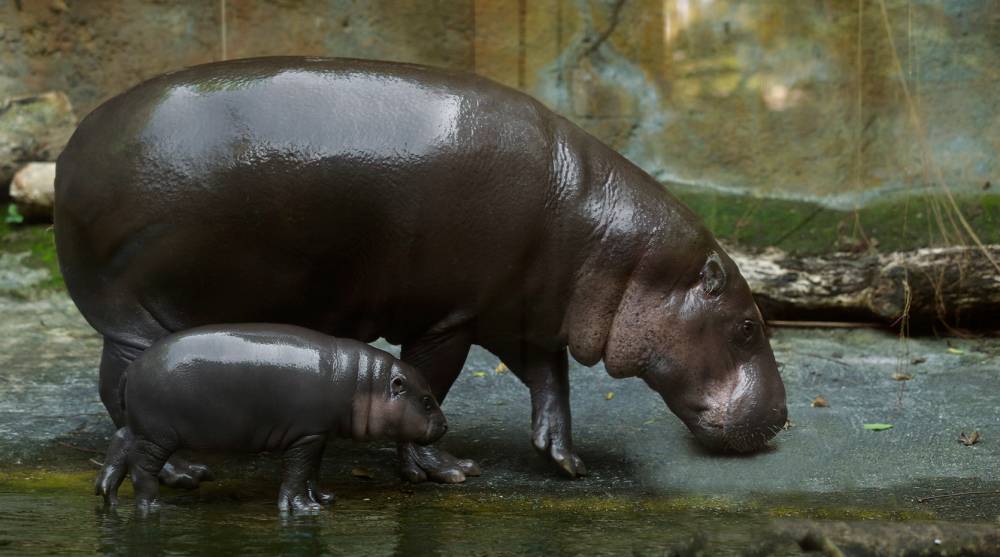 Healthy hippos